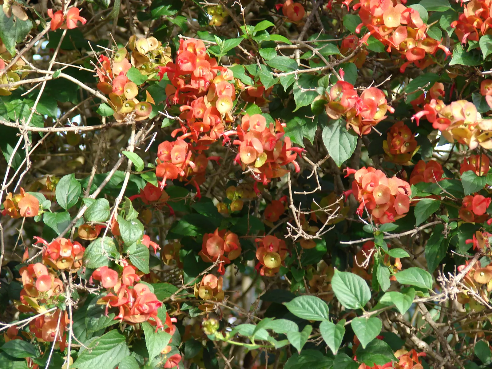 Chinese Hat Plant (Holmskoldia Sanguinea) — Holmskjoldia sanguinea is versatile in the landscape, image 63