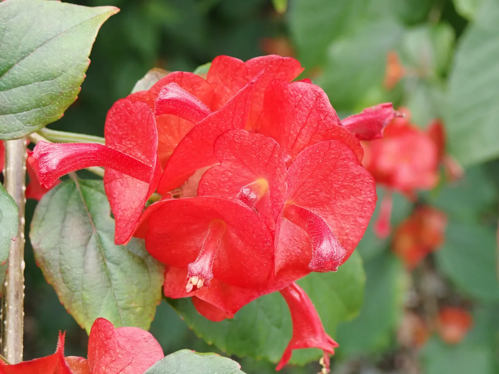 Chinese Hat Plant (Holmskoldia Sanguinea) — Native to the Eastern Himalayas and thriving in USDA hardiness zones 9 to 11; it showcases unique, vibrant