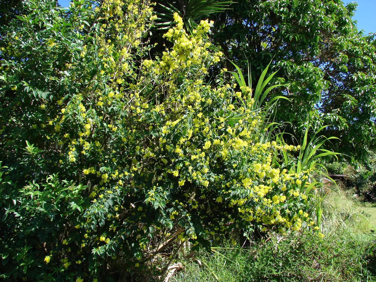 Chinese Hat Plant (Holmskoldia Sanguinea) — this evergreen shrub is prized for its distinct; cone-shaped flowers that give it its common name, image 84
