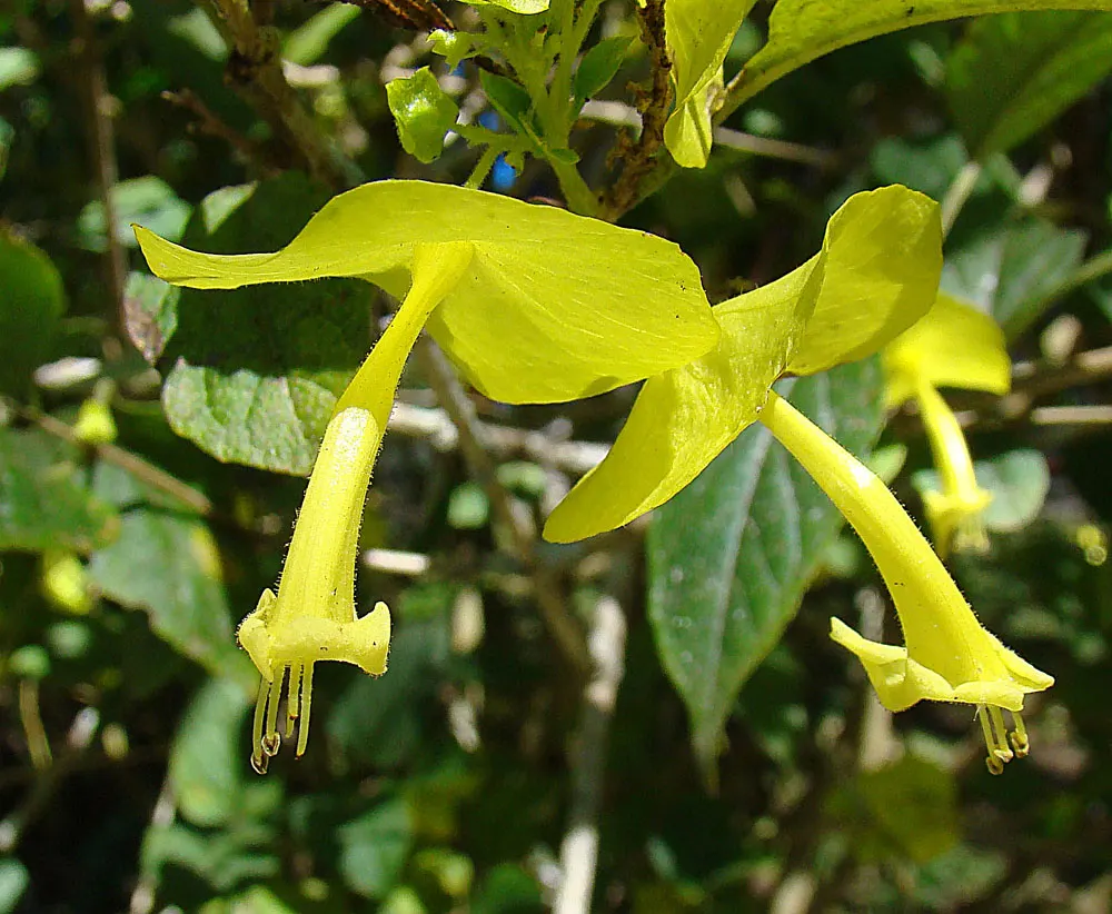 Chinese Hat Plant (Holmskoldia Sanguinea) — Regular watering will foster a lush appearance; this evergreen shrub is prized for its distinct, image 91