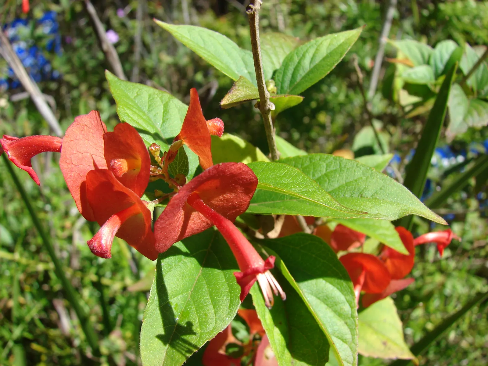 Chinese Hat Plant (Holmskoldia Sanguinea) — it's worth noting that in addition to its ornamental value; ideal for accents or hedges in full sun to, image 94