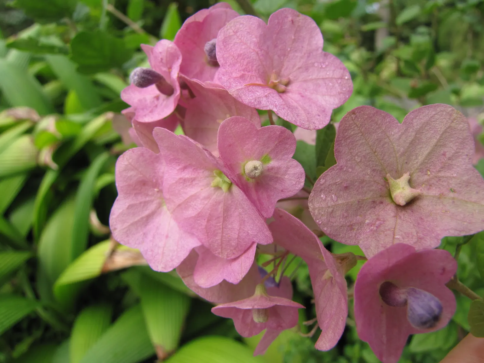 Chinese Hat Plant (Holmskoldia Sanguinea) — Ideal for accents or hedges in full sun to partial shade, it adds an exotic touch to landscapes; is a, image 80