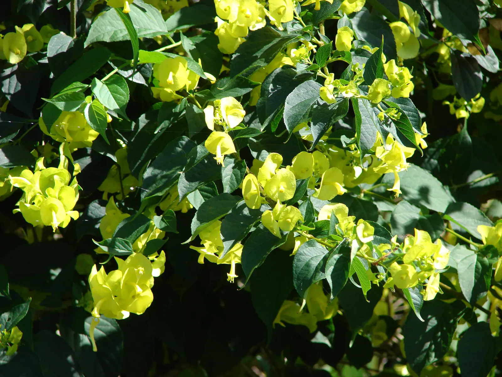 Chinese Hat Plant (Holmskoldia Sanguinea) — is a fast-growing evergreen shrub reaching up to 5-6 feet tall and wide; which primarily boast a vibrant orange-red
