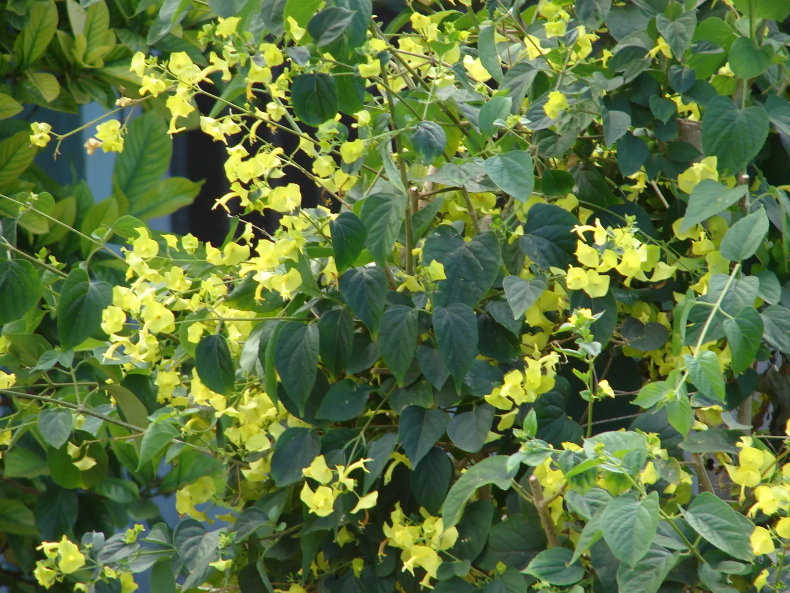 Chinese Hat Plant (Holmskoldia Sanguinea) — Optimal in zones 9-11, it's drought-tolerant once established but prefers regular watering; shrub for, image 54