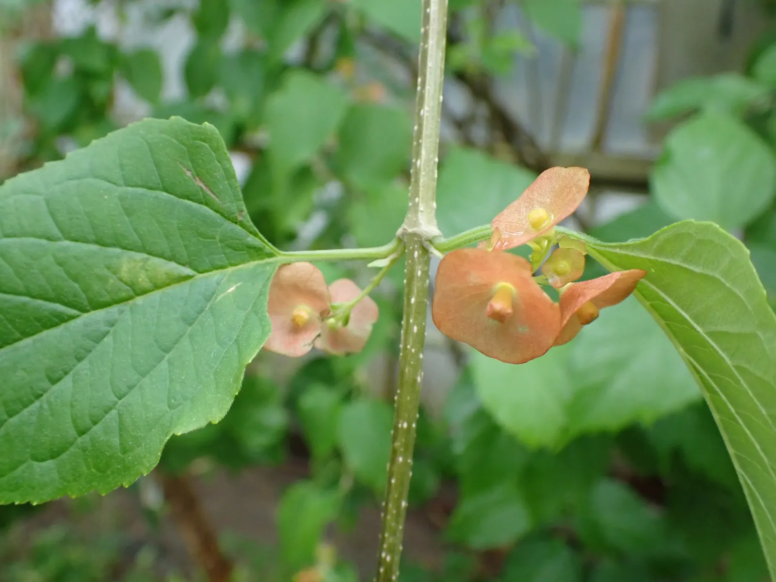 Chinese Hat Plant (Holmskoldia Sanguinea) — Native to the Eastern Himalayas and thriving in USDA hardiness zones 9 to 11; it showcases unique, image 58