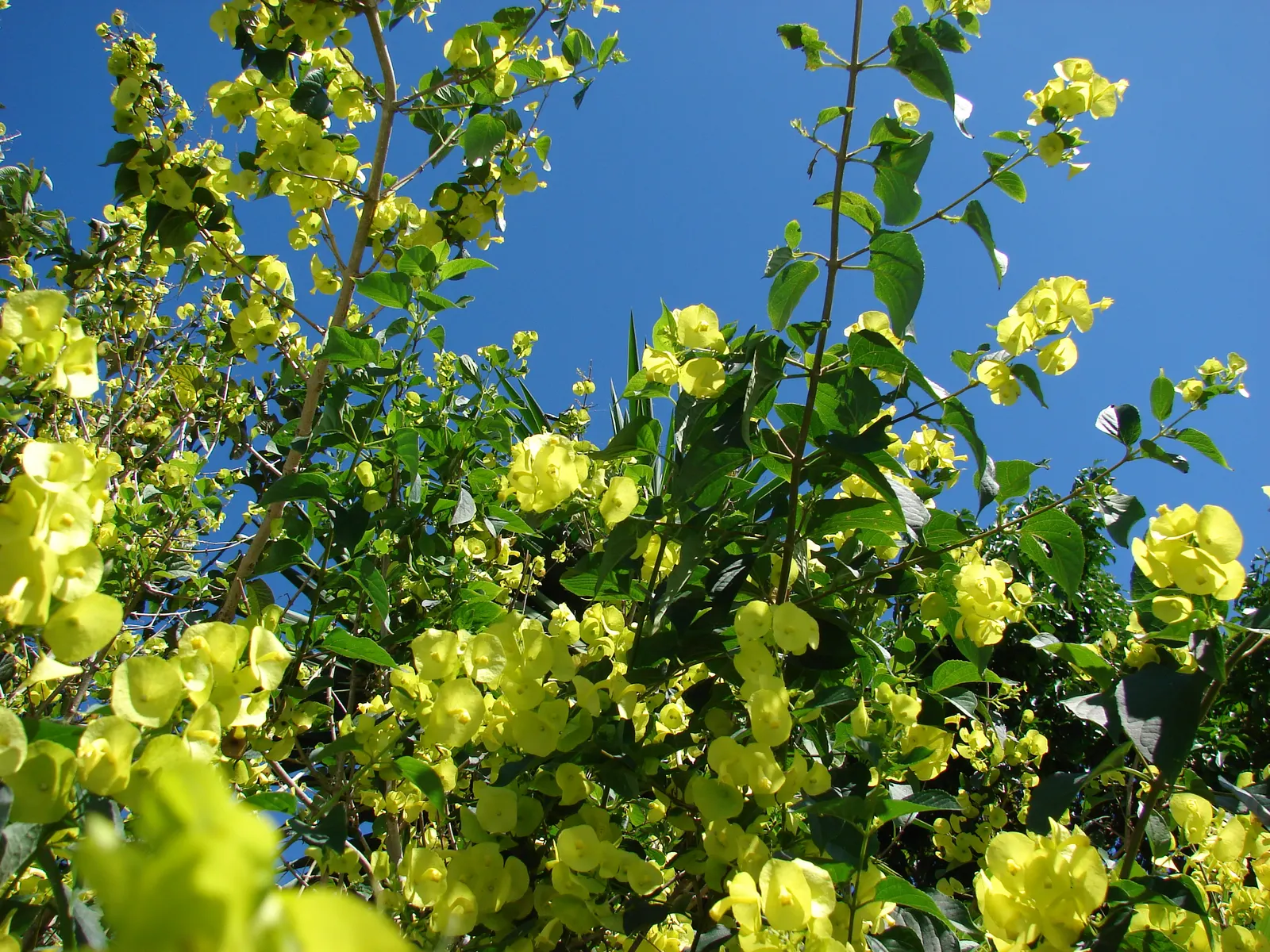 Chinese Hat Plant (Holmskoldia Sanguinea) — making it a resilient choice for various garden settings.<br><br>For the client