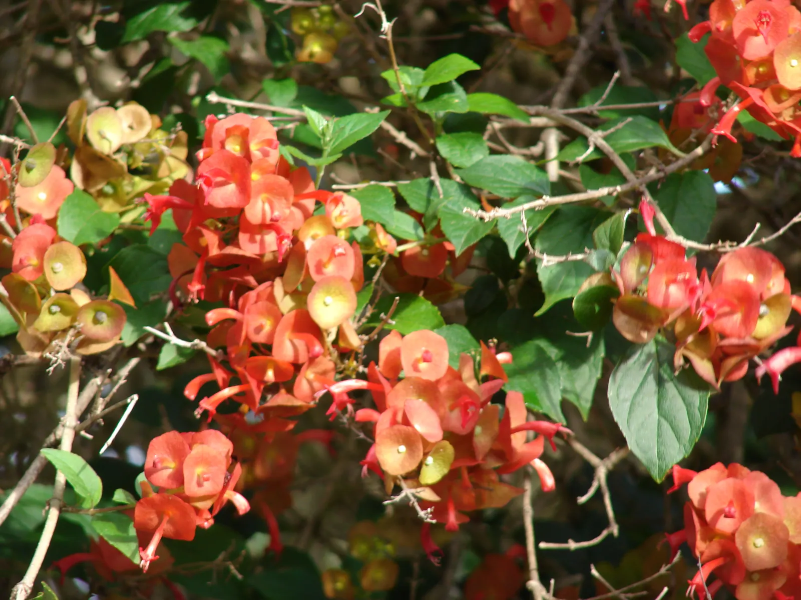 Chinese Hat Plant (Holmskoldia Sanguinea) — is a fast-growing evergreen shrub reaching up to 5-6 feet tall and wide