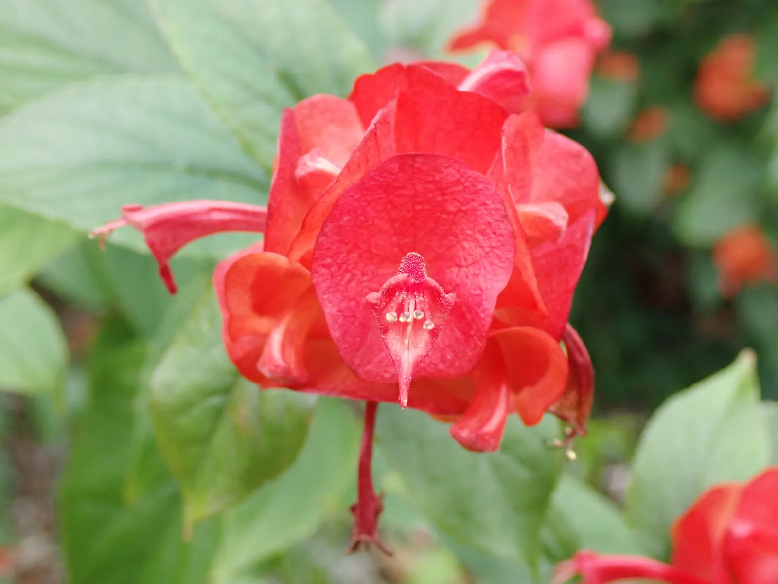 Chinese Hat Plant (Holmskoldia Sanguinea) — which primarily boast a vibrant orange-red hue with a contrasting purple calyx