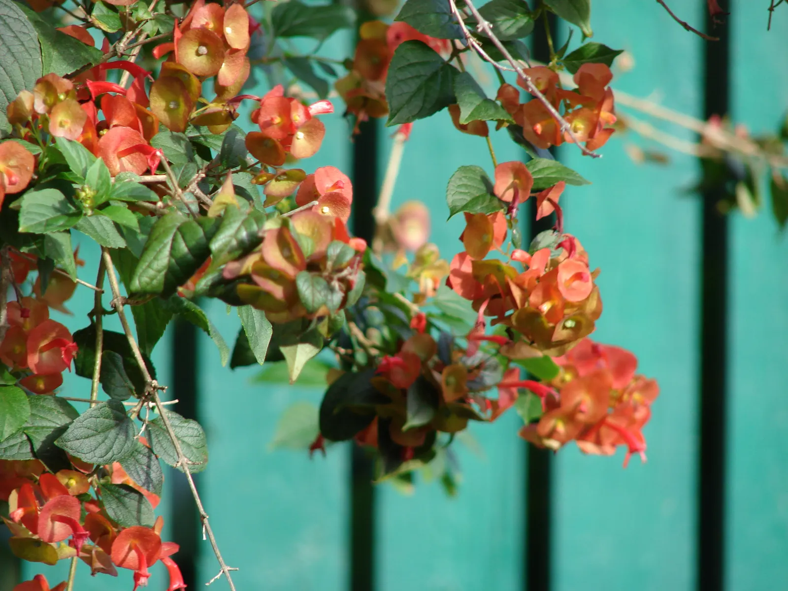 Chinese Hat Plant (Holmskoldia Sanguinea) — it's worth noting that in addition to its ornamental value