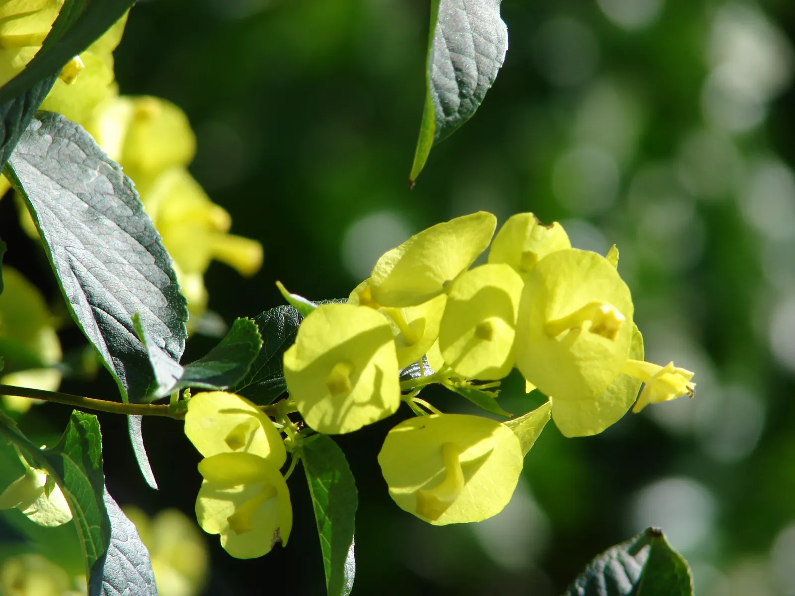 Chinese Hat Plant (Holmskoldia Sanguinea) — shrub with orange blooms; optimal growth is achieved in full sun to part shade, with well-drained soil conditions