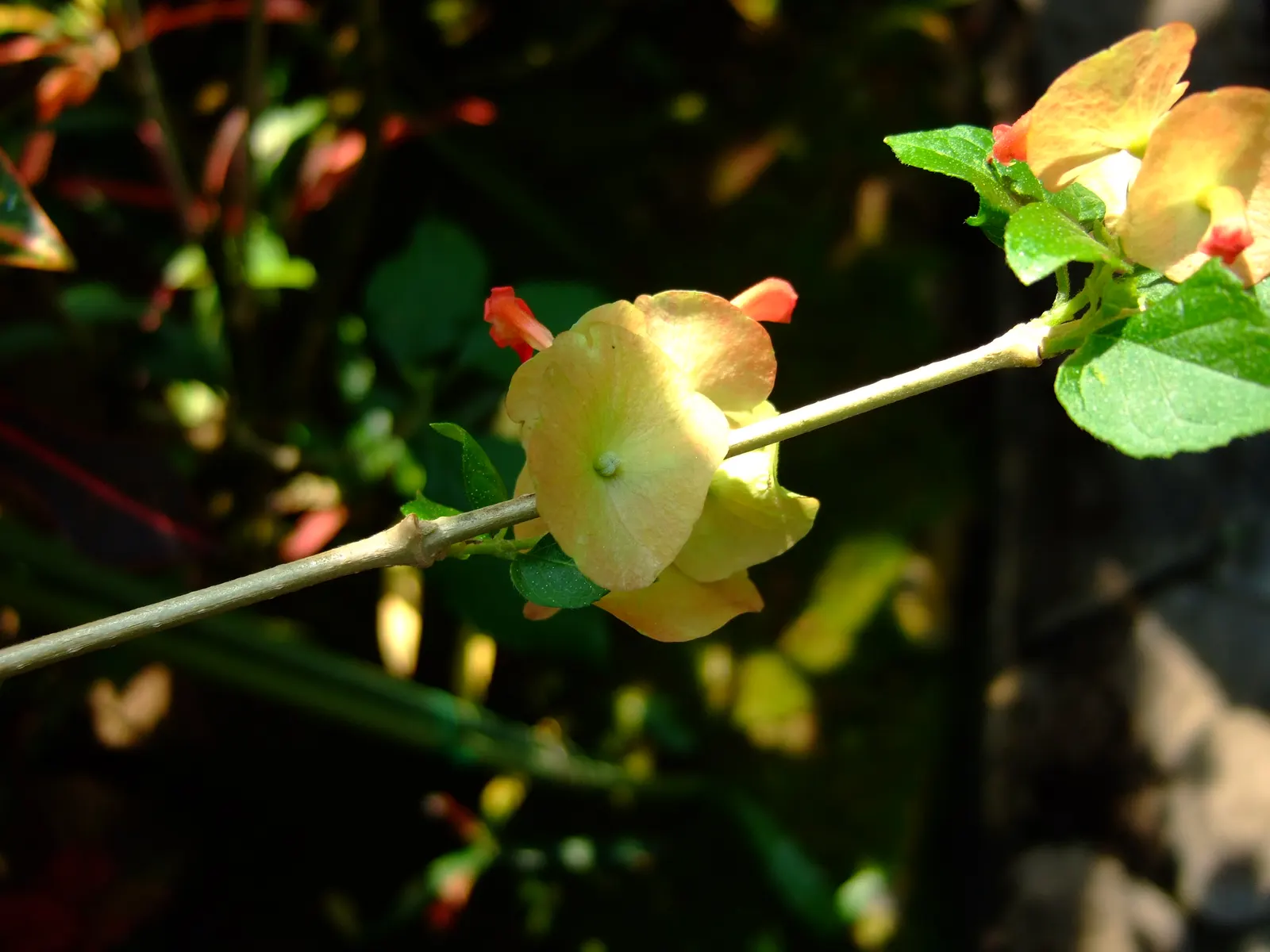 Chinese Hat Plant (Holmskoldia Sanguinea) — cone-shaped flowers that give it its common name; the plant exhibits moderate drought tolerance