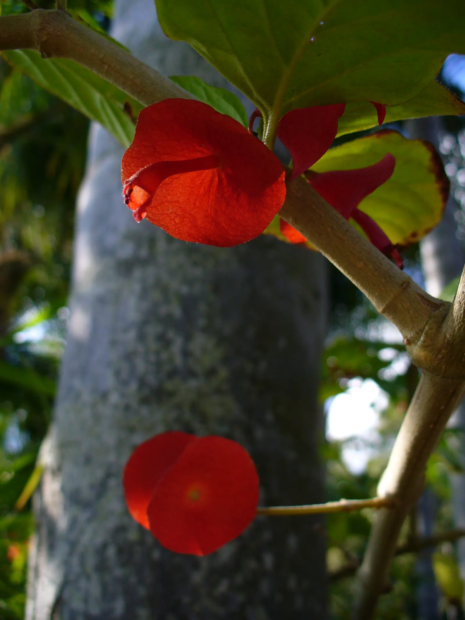 Chinese Hat Plant (Holmskoldia Sanguinea) — adding an ecological benefit and dynamic interaction to the garden