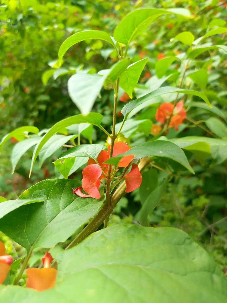 Chinese Hat Plant (Holmskoldia Sanguinea) — Holmskjoldia sanguinea is versatile in the landscape