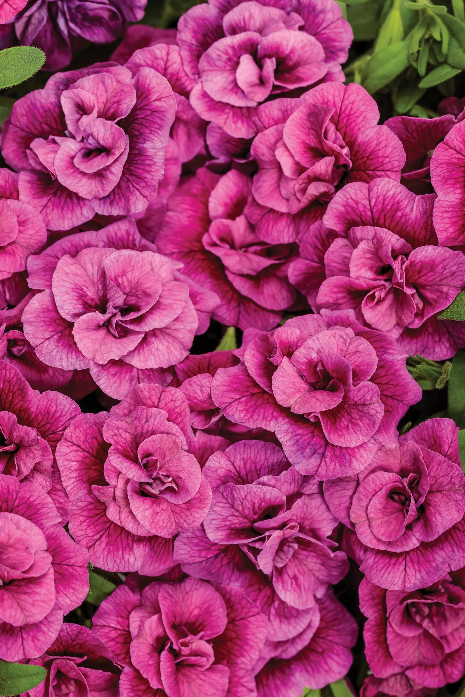 Double Midnight Magenta Double Calibrachoa — You’ve come to love Superbells Double calibrachoa varieties for their prolific