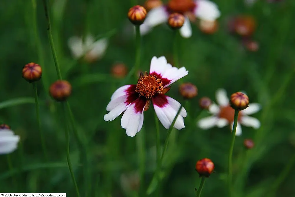 American Dream Tickseed (Coreopsis Rosea 'American Dream') — graces gardens with its delicate pink blossoms from early to late summer
