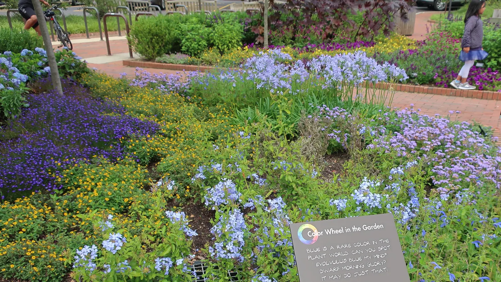 Queen Anne Lily Of The Nile (Agapanthus 'Queen Anne') — evergreen leaves extending to about 2 ft in length