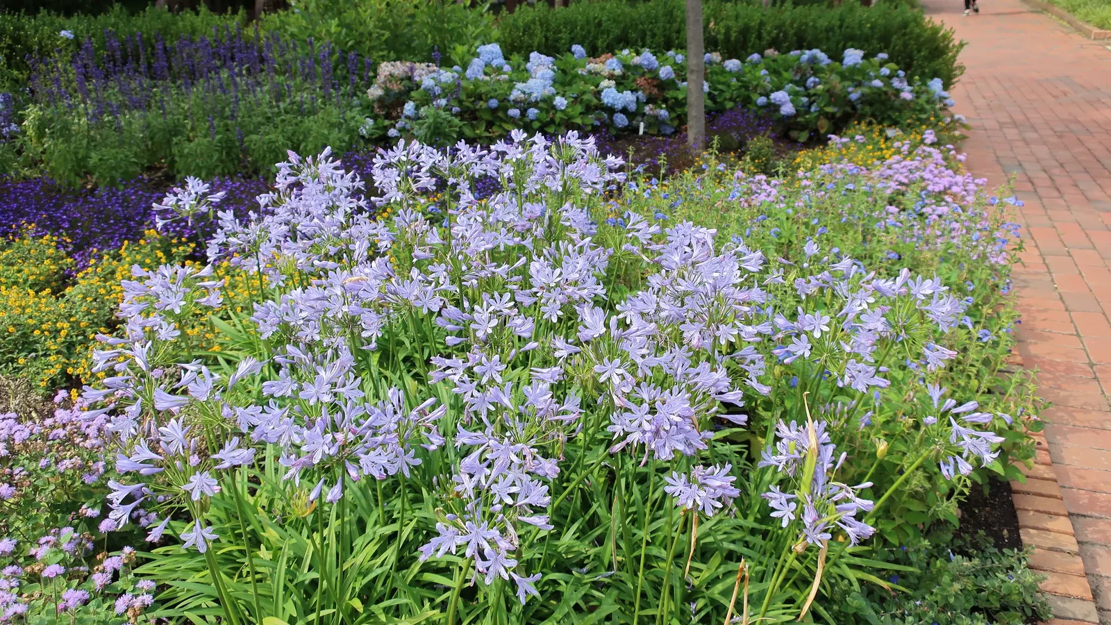 Queen Anne Lily Of The Nile (Agapanthus 'Queen Anne') — adding texture to the landscape
