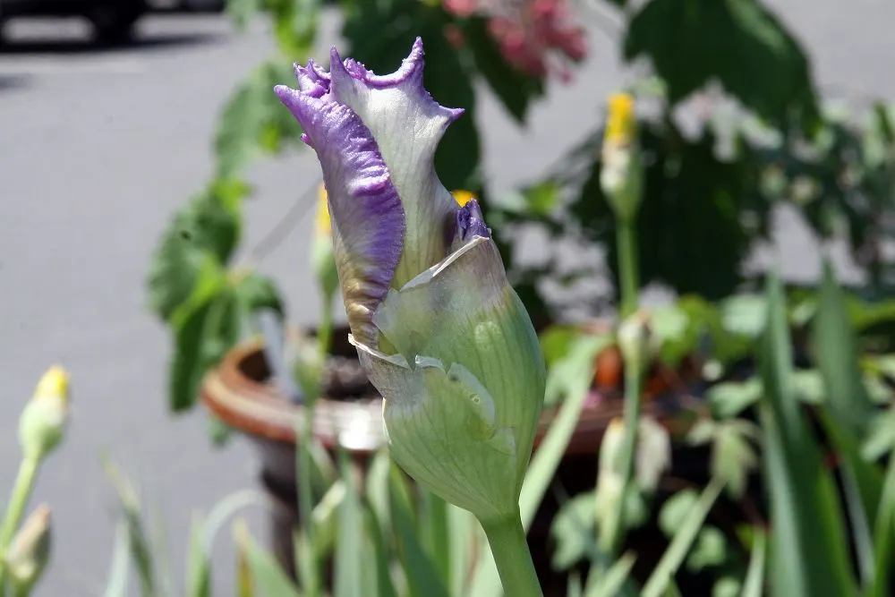 Beverly Sills Bearded Iris (Iris germanica 'Beverly Sills') — The Beverly Sills Bearded Iris boasts tantalizing coral-pink blooms, with a spread up to 6 inches