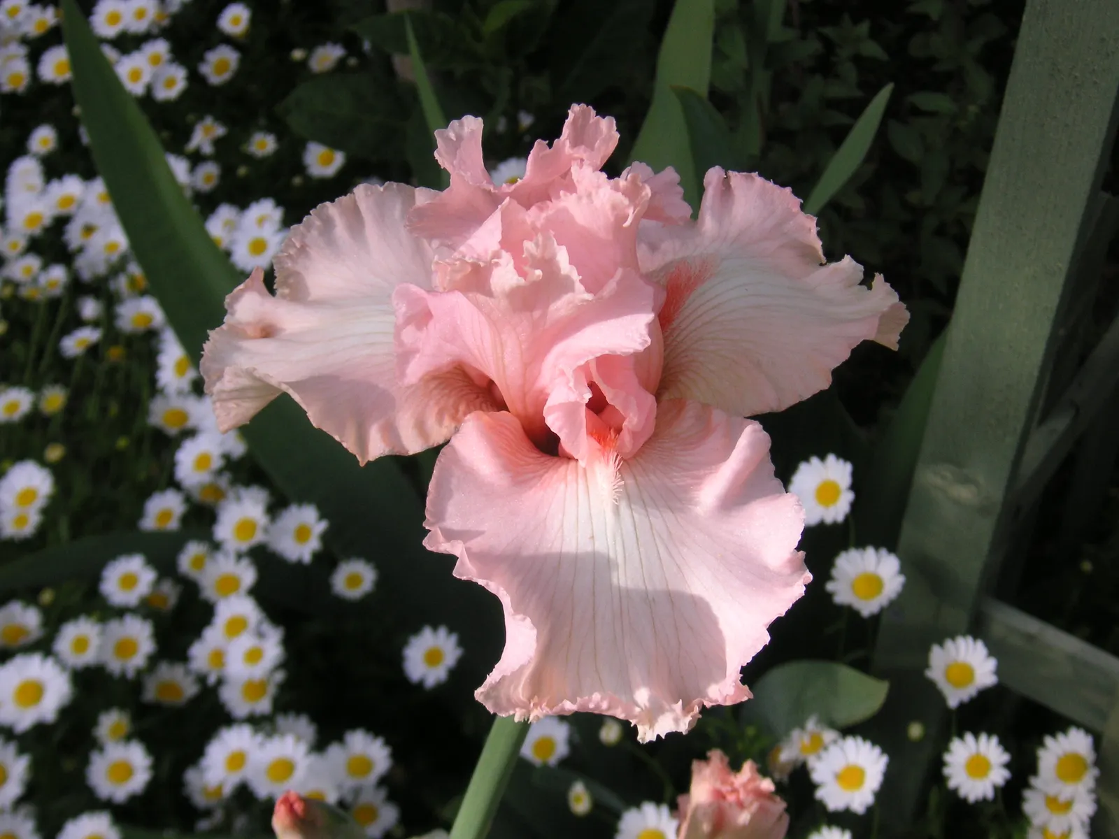 Beverly Sills Bearded Iris (Iris germanica 'Beverly Sills') — Resilient perennials, they flourish in zones 3-9 and reach 30-36 inches in height