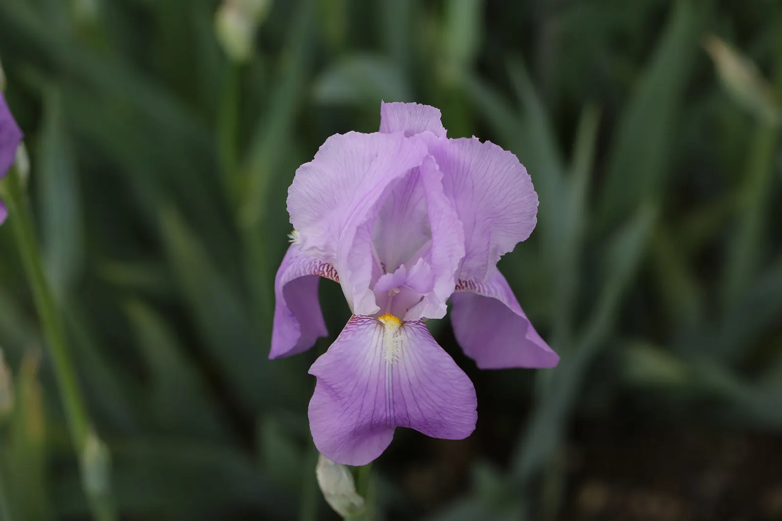 Beverly Sills Bearded Iris (Iris germanica 'Beverly Sills') — bright green foliage remains attractive even when the plant is not in bloom