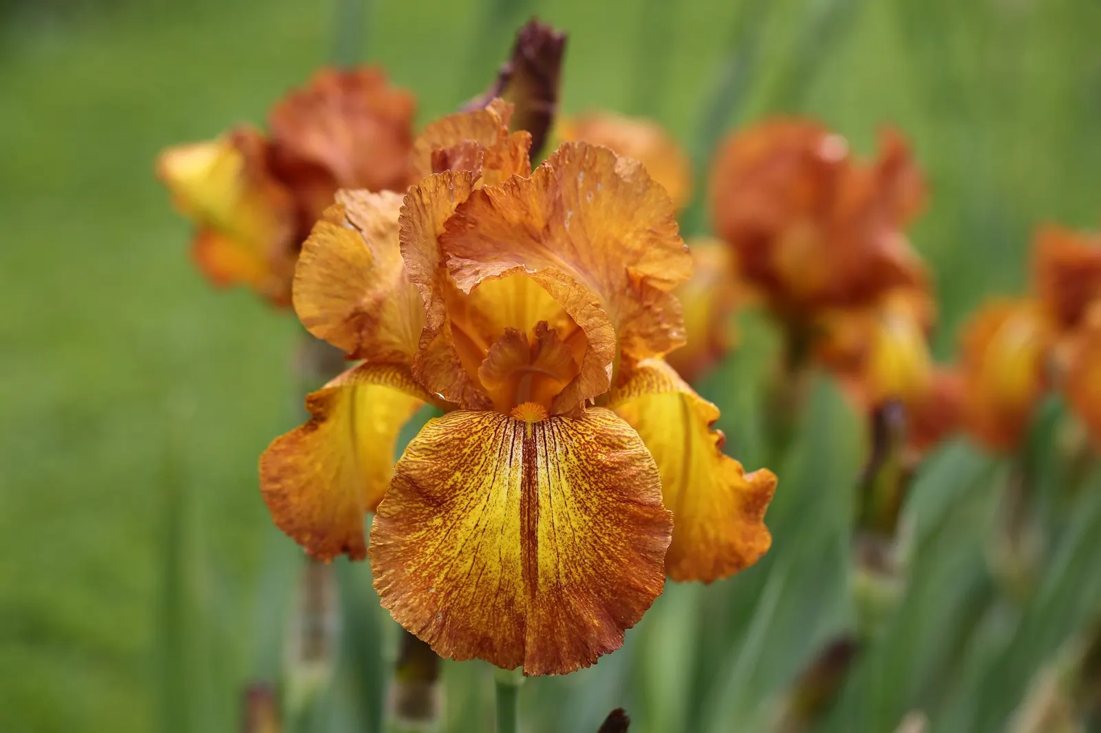 Beverly Sills Bearded Iris (Iris germanica 'Beverly Sills') — providing a sharp contrasting texture to other garden elements