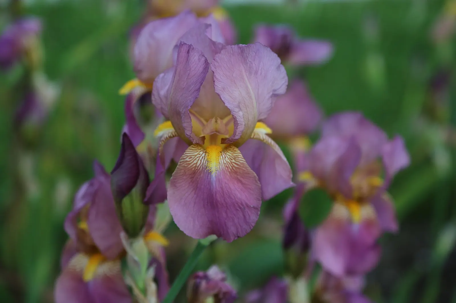 Beverly Sills Bearded Iris (Iris germanica 'Beverly Sills') — Each of the Beverly Sills' soft ruffled petals stretches to an impressive 4 to 6 inches across