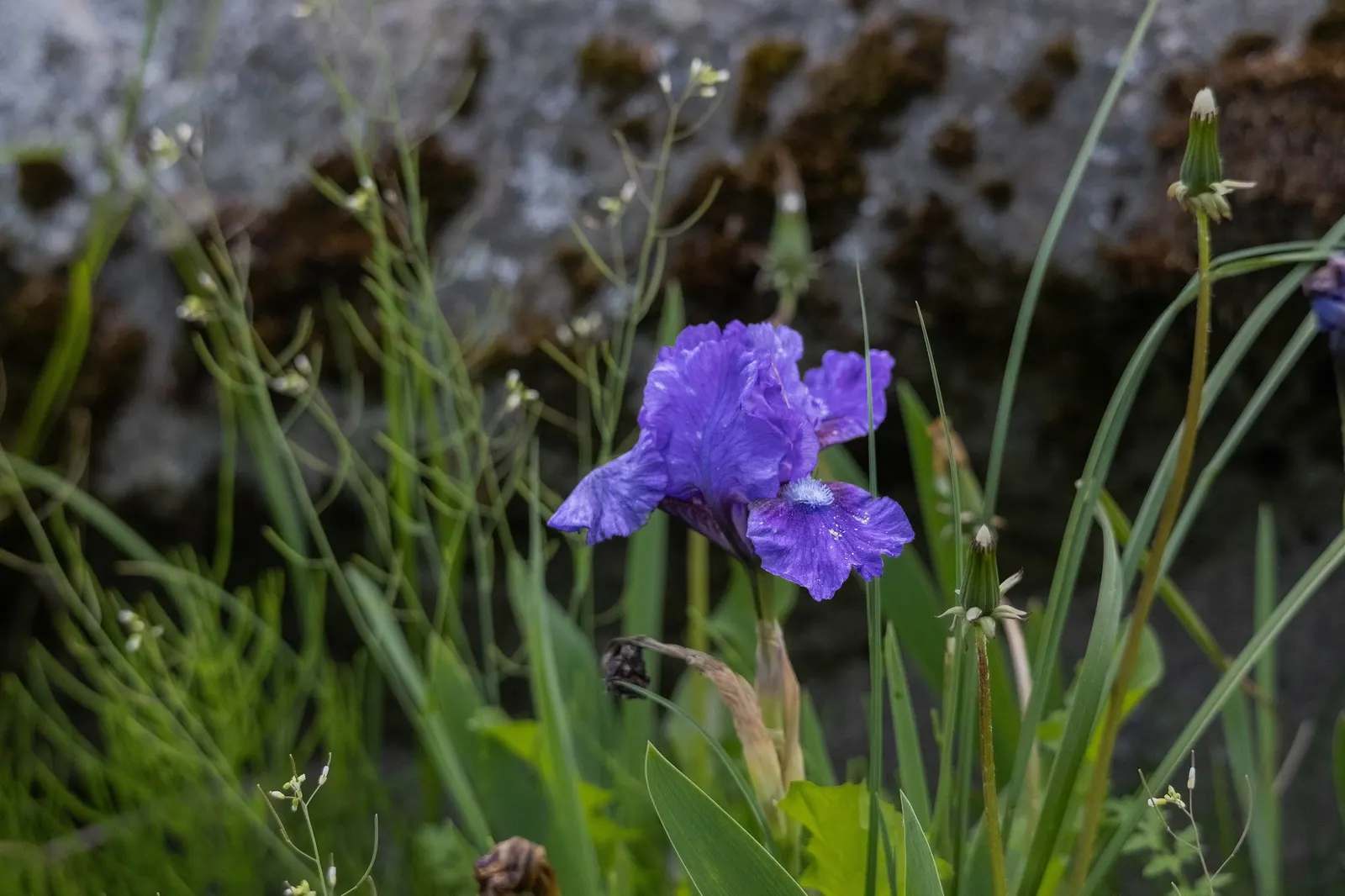 Beverly Sills Bearded Iris (Iris germanica 'Beverly Sills') — Beloved for low maintenance, they promise vivid perennial beds with minimal care