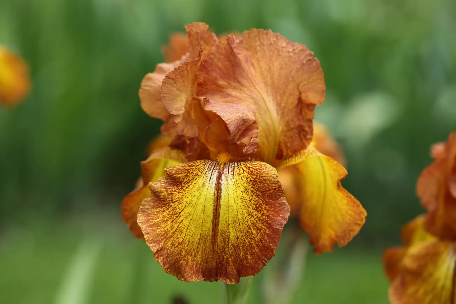 Beverly Sills Bearded Iris (Iris germanica 'Beverly Sills') — <br><br>The Beverly Sills Bearded Iris thrives in USDA zones 3 through 10
