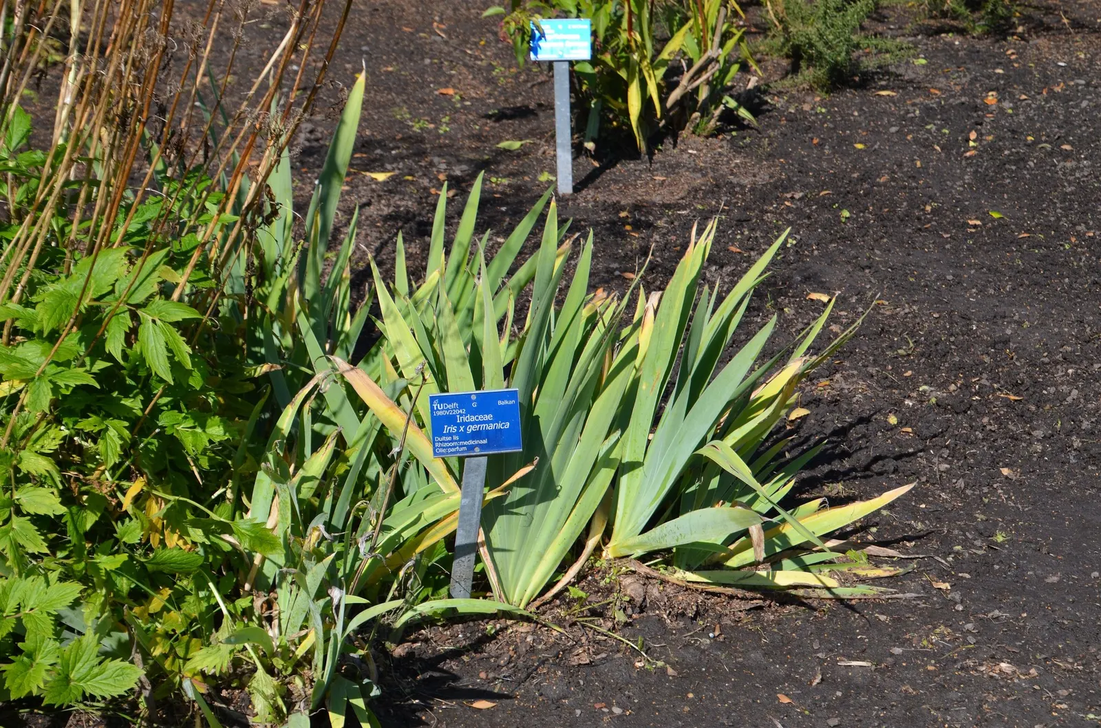 Beverly Sills Bearded Iris (Iris germanica 'Beverly Sills') — perennial for full or half