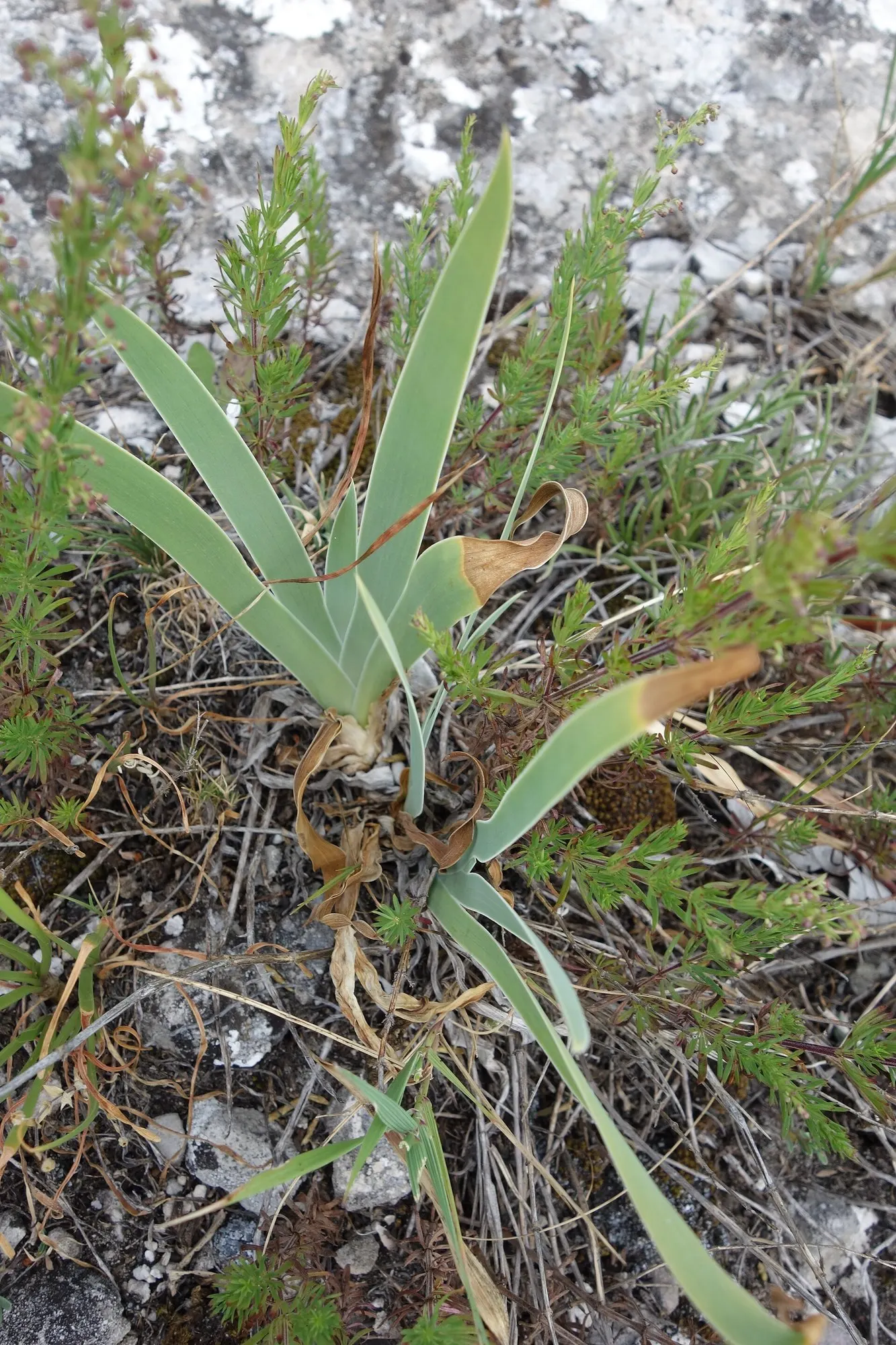 Beverly Sills Bearded Iris (Iris germanica 'Beverly Sills') — To ensure optimal growth and flowering