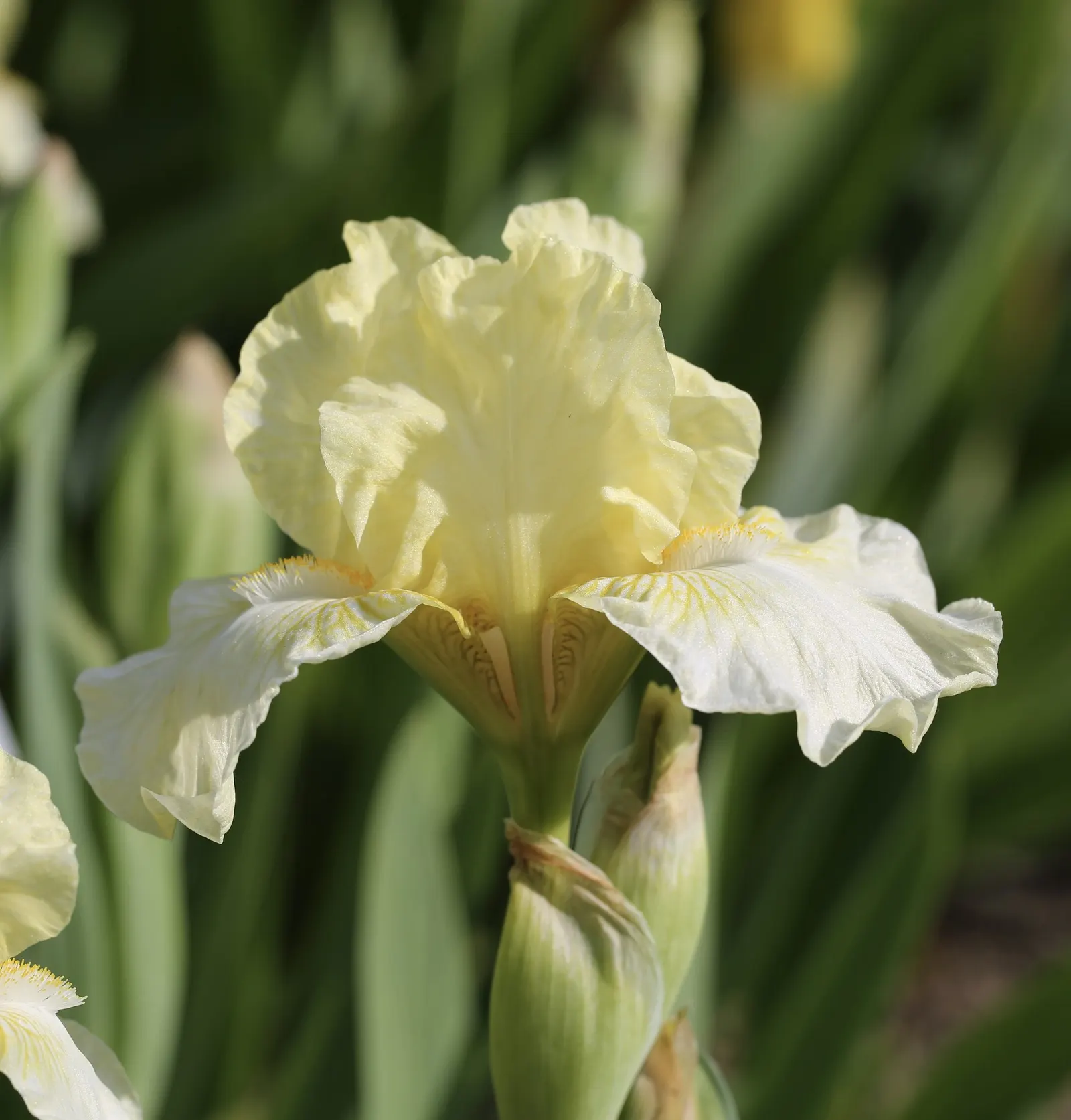 Beverly Sills Bearded Iris (Iris germanica 'Beverly Sills') — Resilient perennials, they flourish in zones 3-9 and reach 30-36 inches in height; providing a