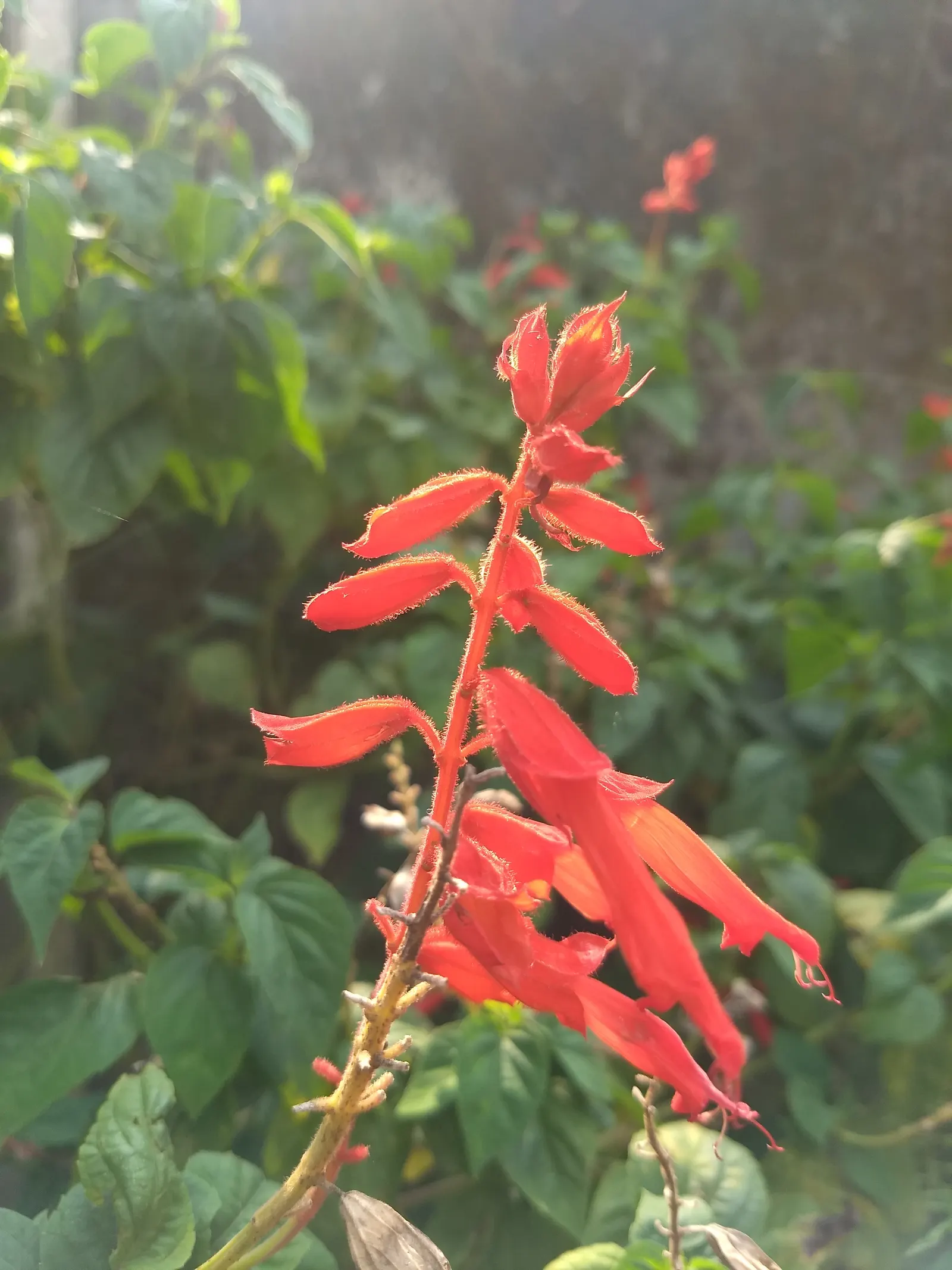 Scarlet Sage (Salvia Splendens 'Paul') — Scarlet Sage (Salvia splendens 'Paul') is a vibrant perennial prized for its striking red blooms