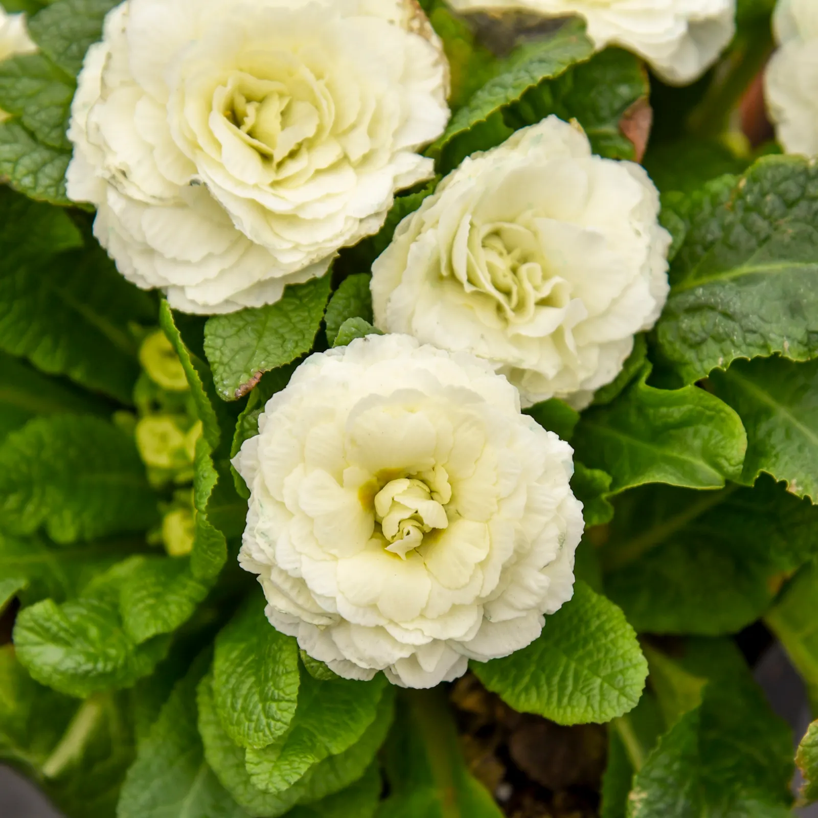 'Spearmint' Primrose (Primula vulgaris) — It forms a rounded mound 5-8 inches tall and 10-12 inches wide, ideal for shaded borders and spring containers