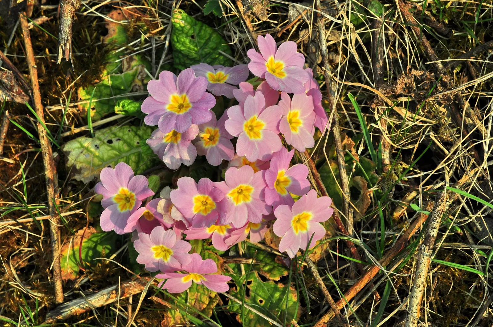 'Spearmint' Primrose (Primula vulgaris) — luminous presence in the early spring garden