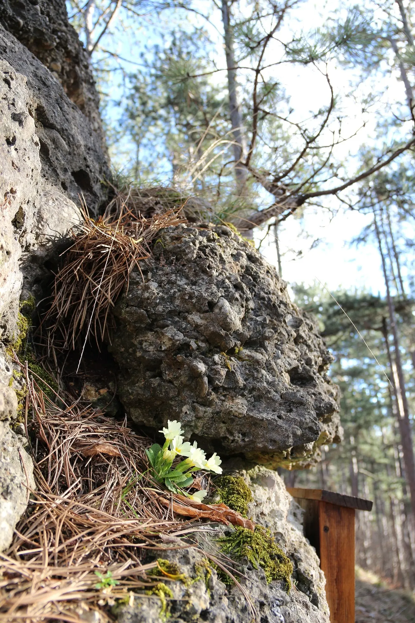 'Spearmint' Primrose (Primula vulgaris) — polished display without the distraction of unwanted seedlings