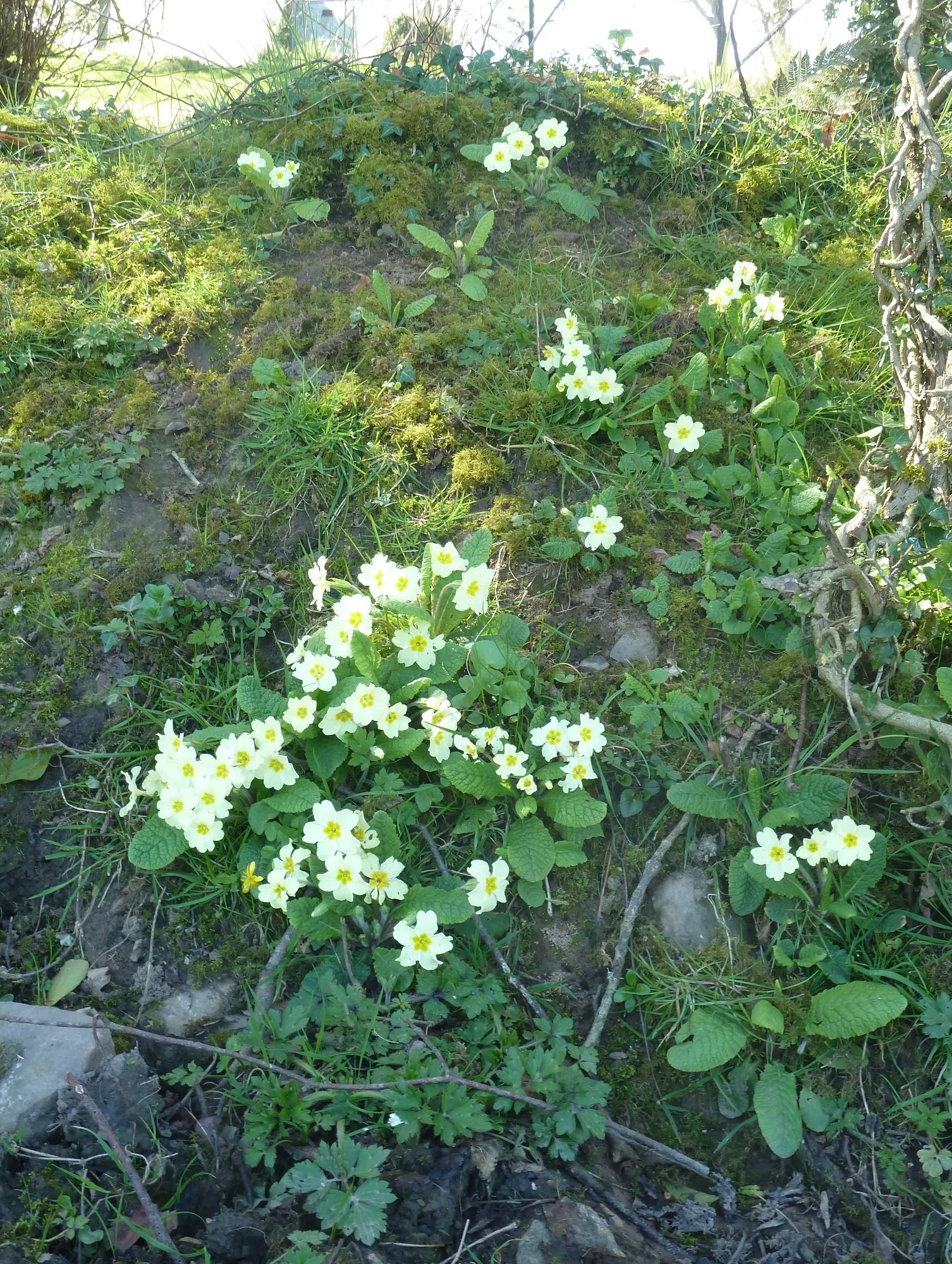 'Spearmint' Primrose (Primula vulgaris) — or massed along shaded paths and border edges where its cool-toned blooms can be appreciated up close