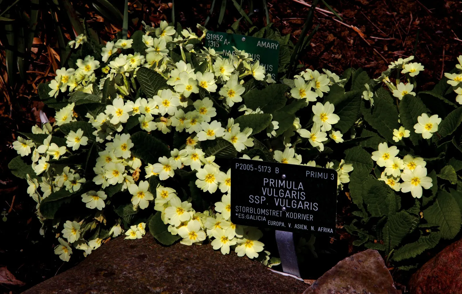 'Spearmint' Primrose (Primula vulgaris) — white flowers in the garden
