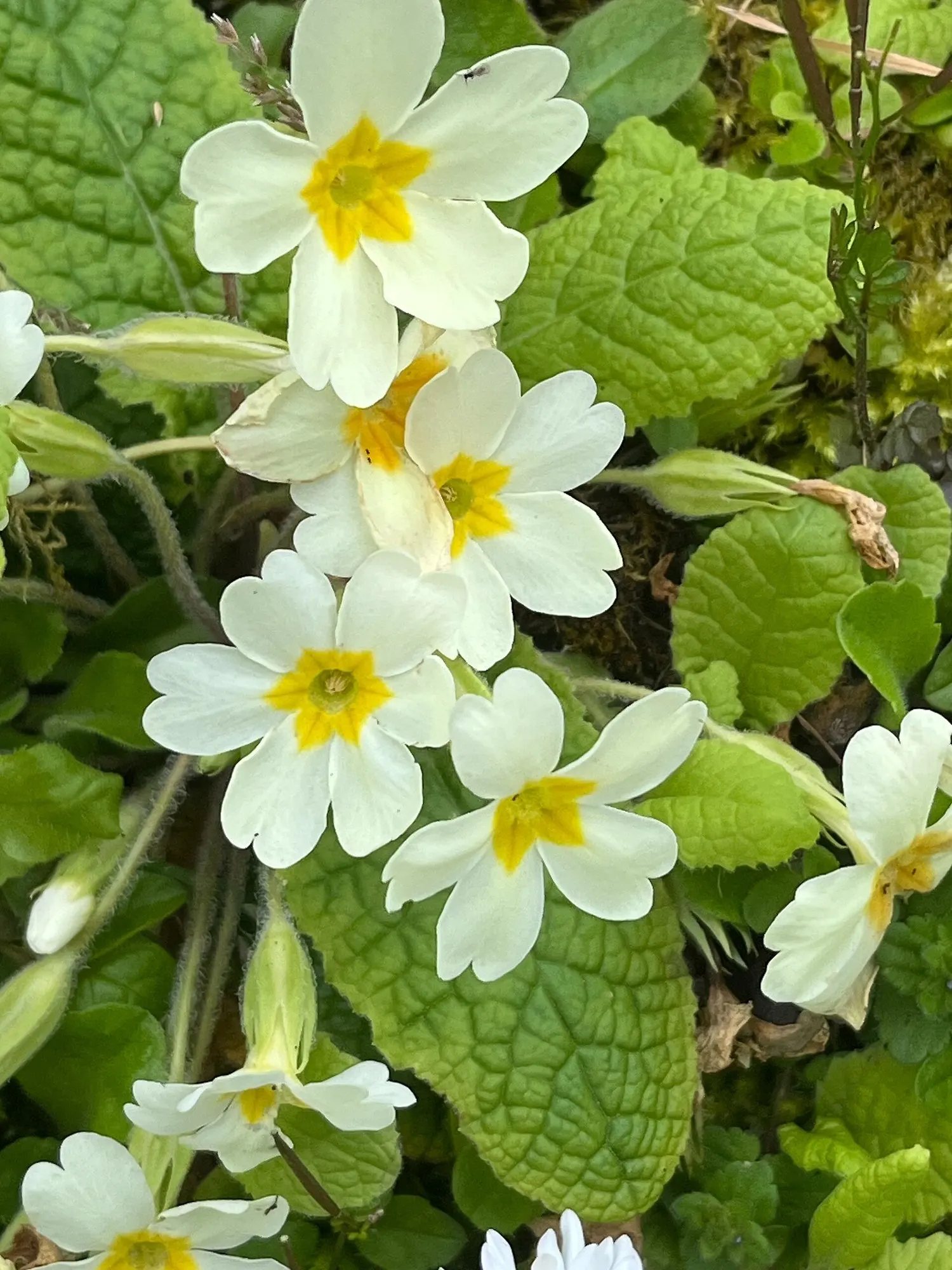 'Spearmint' Primrose (Primula vulgaris) — where its delicate flowers are protected from harsh afternoon sun