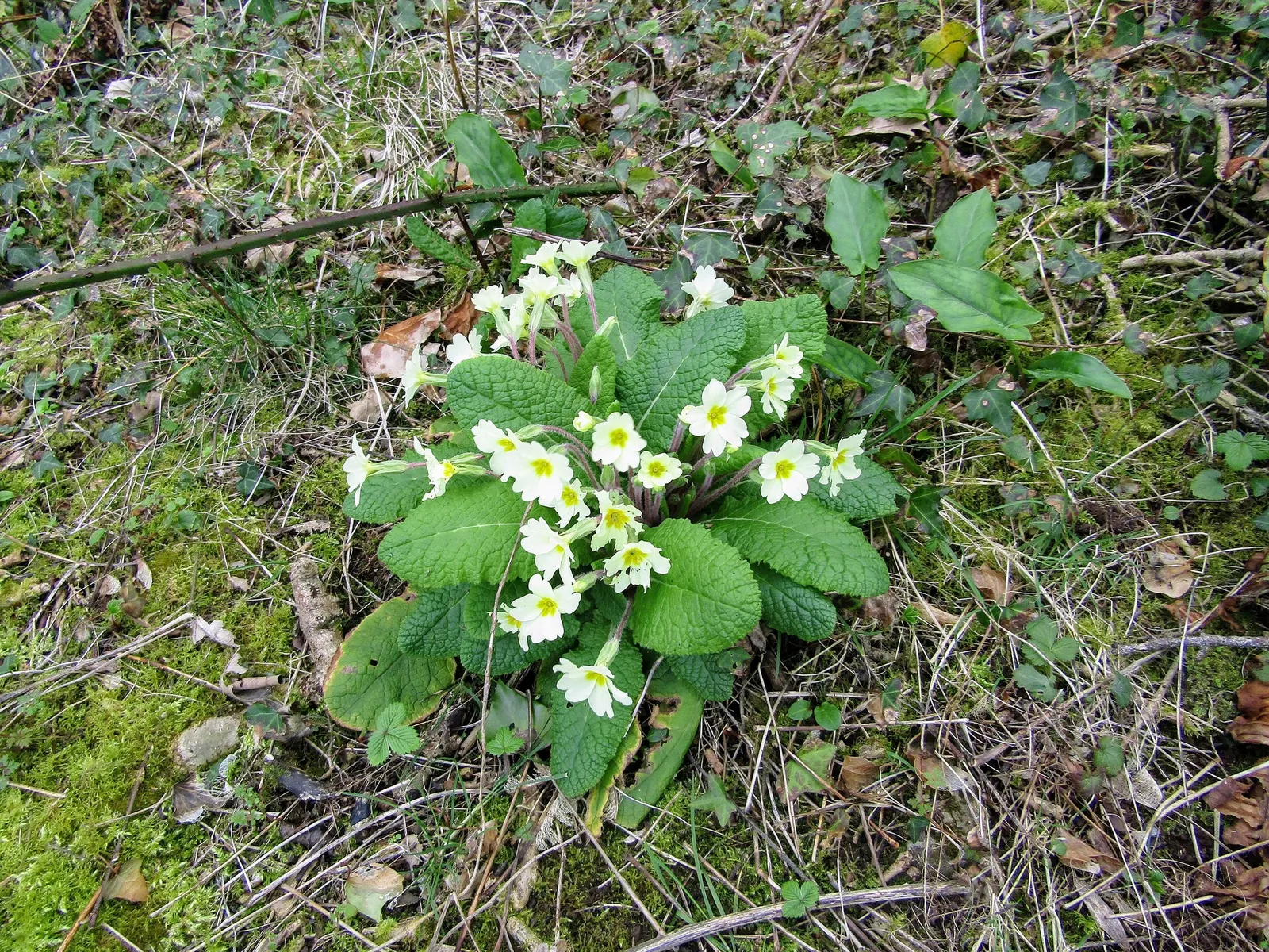'Spearmint' Primrose (Primula vulgaris) — creating the effect of a petite floral arrangement set directly into the shade border