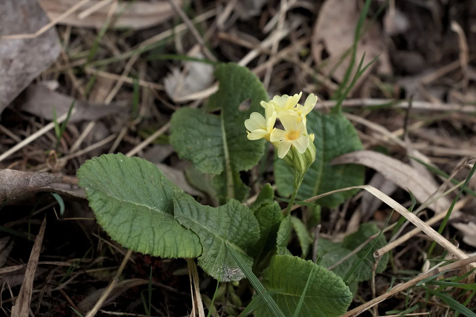 'Spearmint' Primrose (Primula vulgaris) — tucked beneath taller seasonal accents