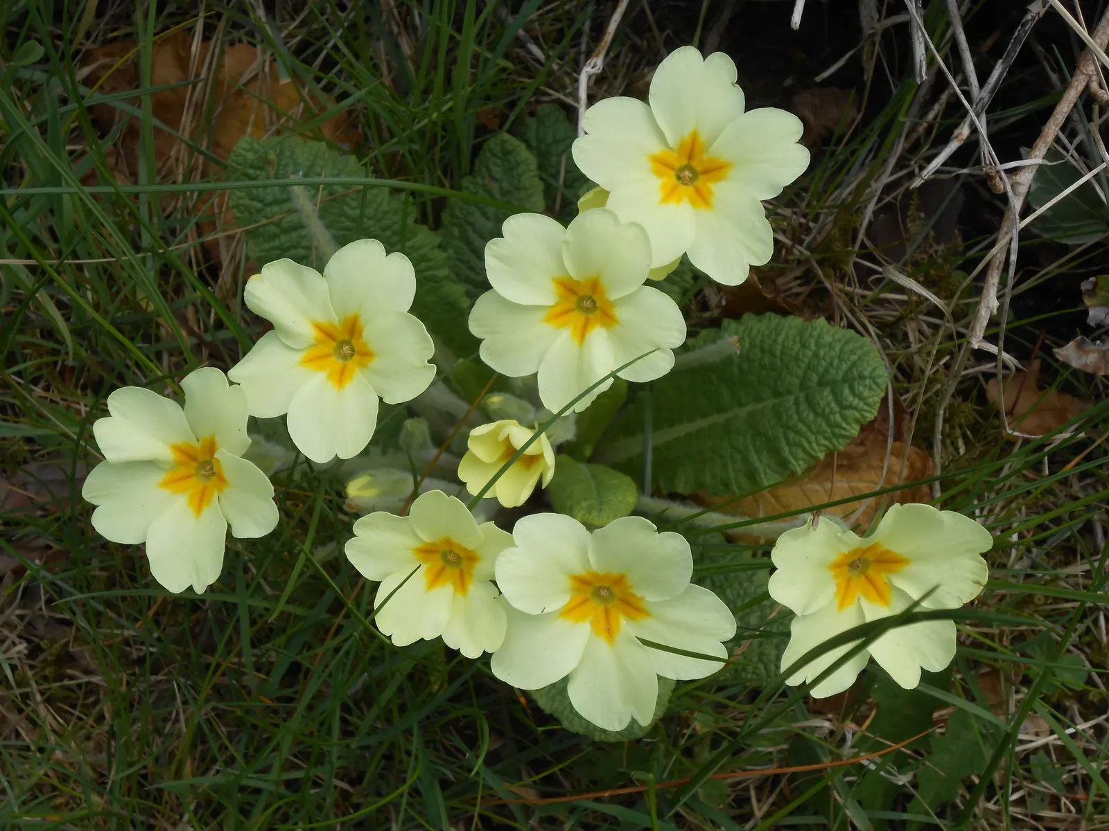 'Spearmint' Primrose (Primula vulgaris) — is a charming perennial from the Proven Winners® collection