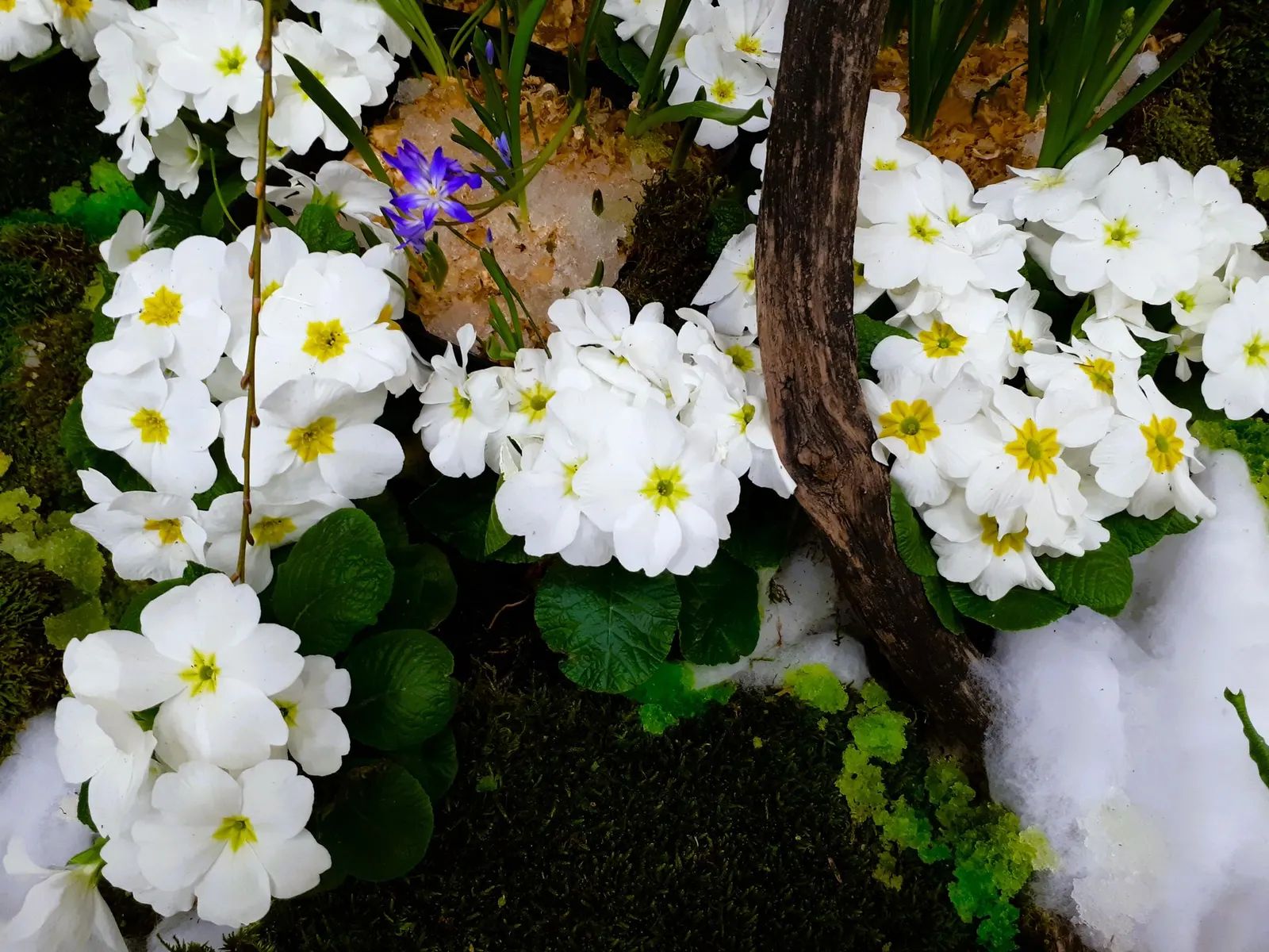 'Spearmint' Primrose (Primula vulgaris) — commonly referred to as 'Spearmint' Primrose