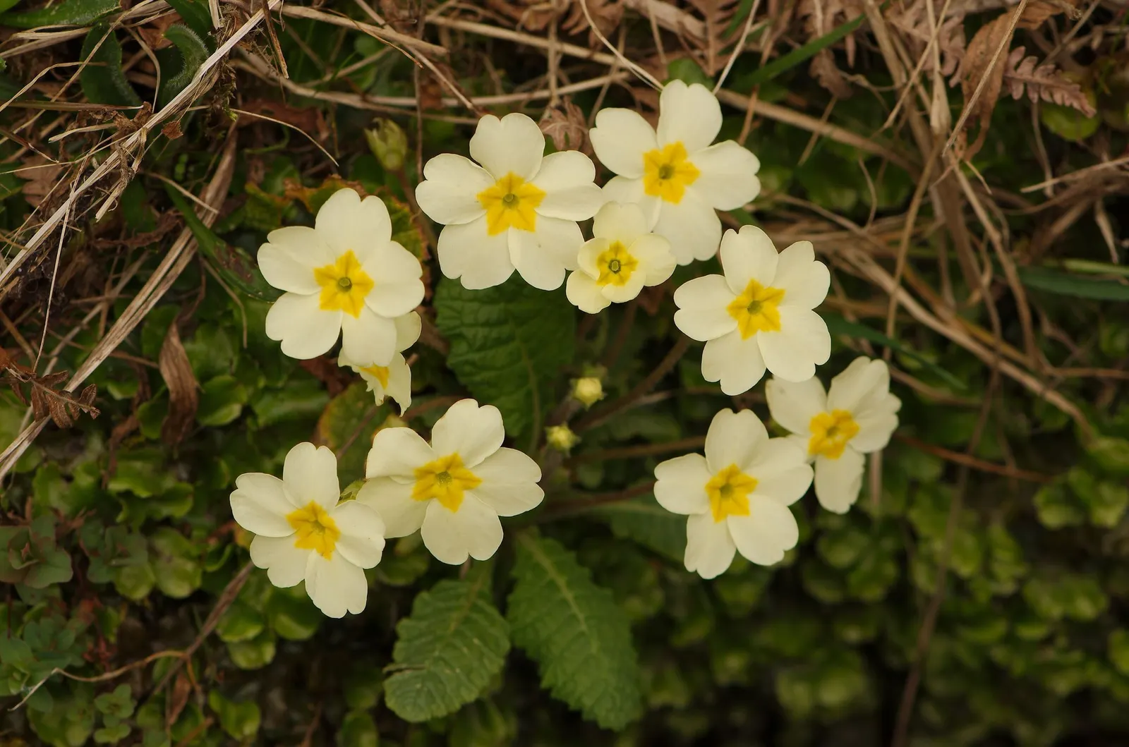 'Spearmint' Primrose (Primula vulgaris) — delicate brightness to beds