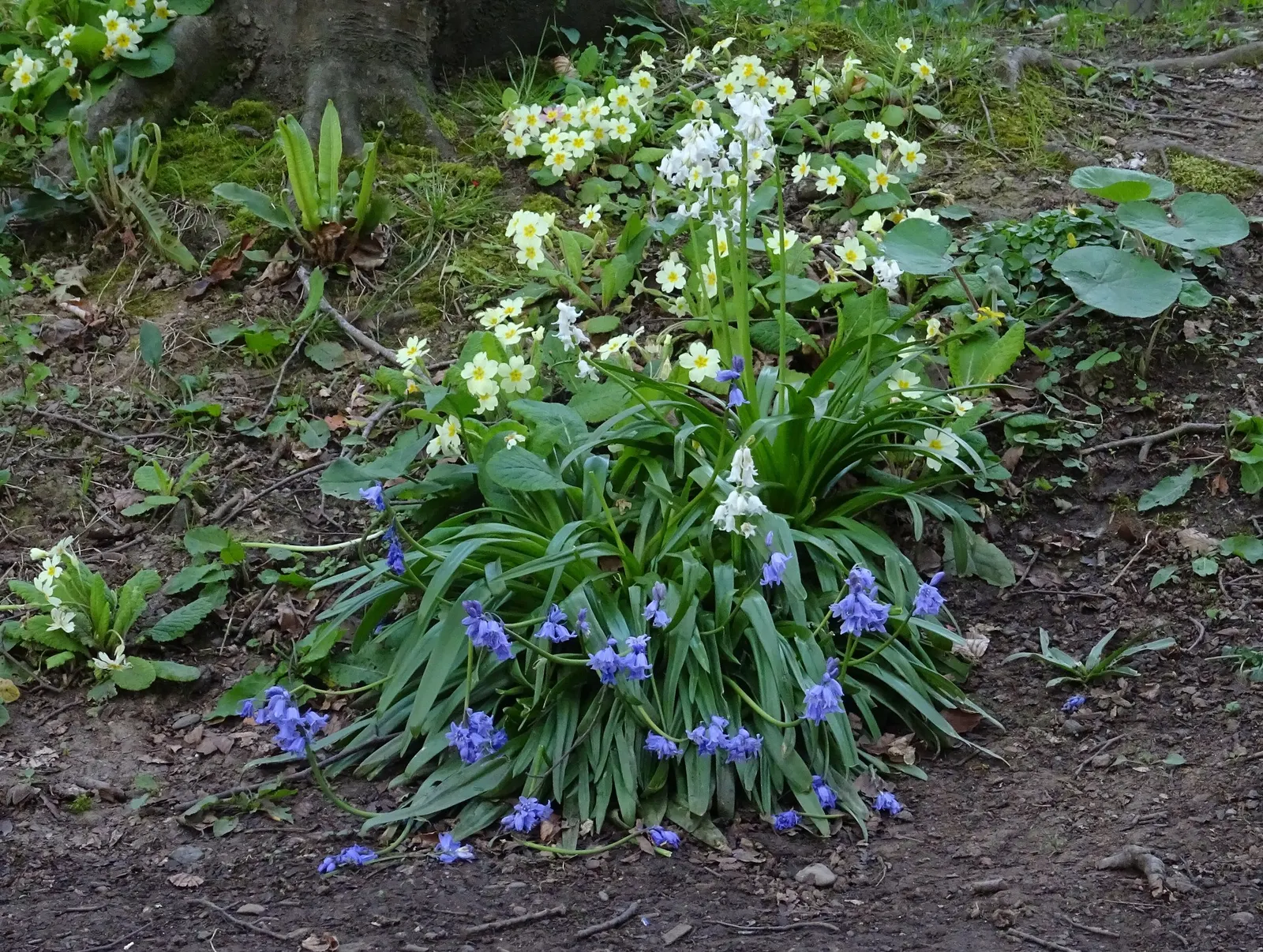 'Spearmint' Primrose (Primula vulgaris) — It pairs gracefully with hellebores