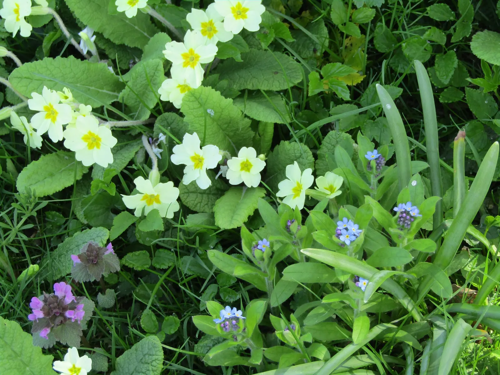 'Spearmint' Primrose (Primula vulgaris) — minty white flowers gather over compact green foliage in a rounded
