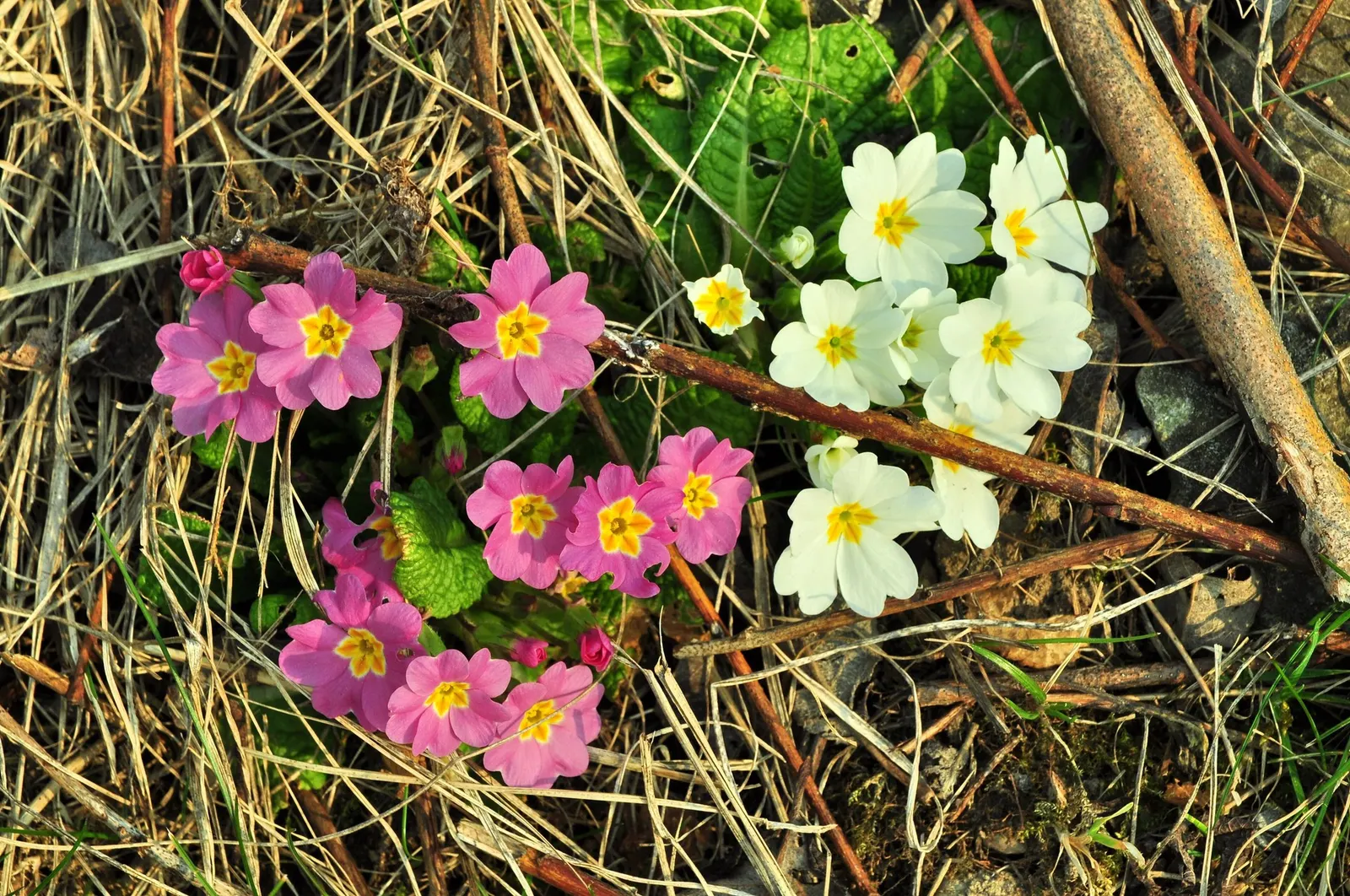 'Spearmint' Primrose (Primula vulgaris) — Its early bloom season makes it valuable for bridging the gap between bulbs and later perennials