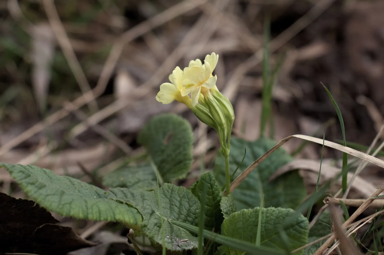 'Spearmint' Primrose (Primula vulgaris) — while their soft green-white coloring brings a cool