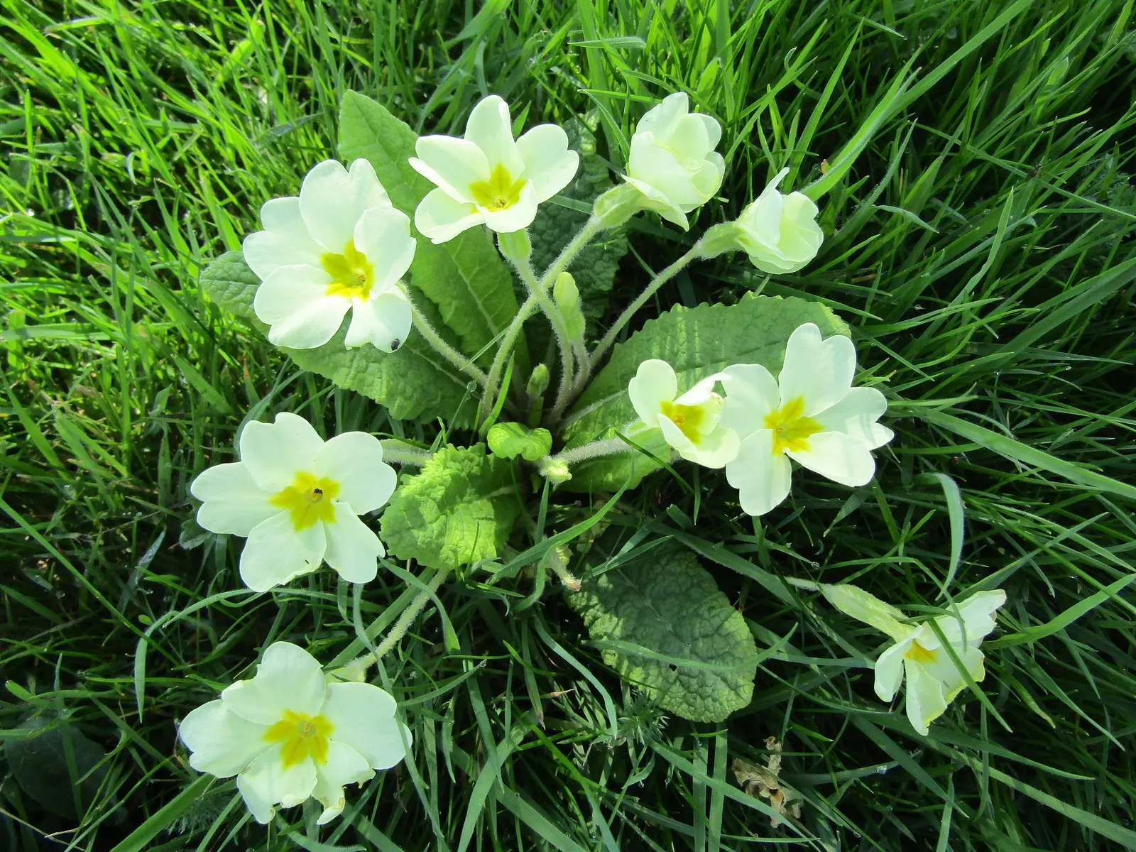 'Spearmint' Primrose (Primula vulgaris) — Grow in part shade to shade with fertile