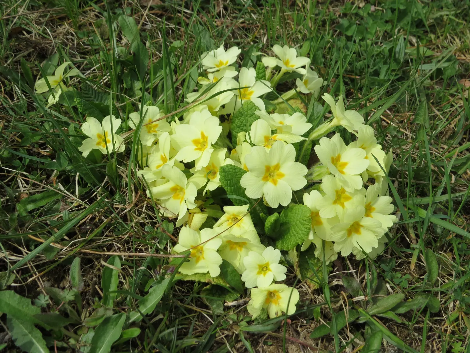 'Spearmint' Primrose (Primula vulgaris) — well-drained soil that stays consistently moist