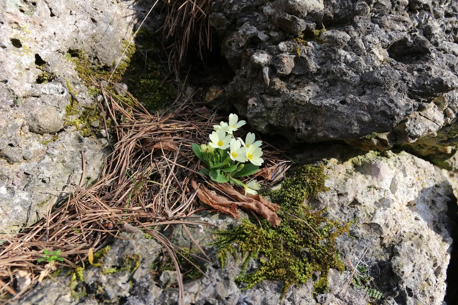 'Spearmint' Primrose (Primula vulgaris) — The blooms are long-lasting and sterile